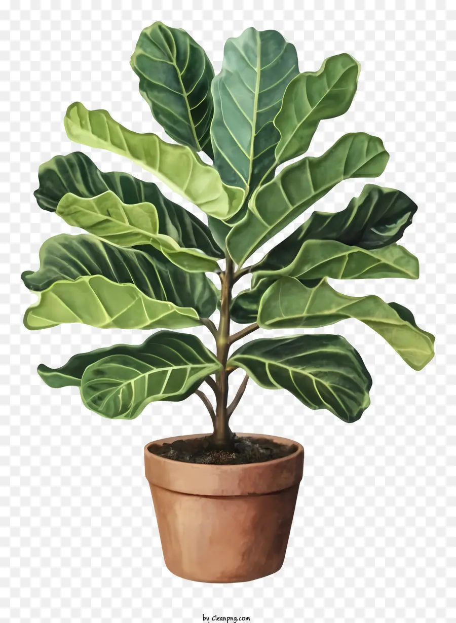 Planta De Helecho，Bote PNG