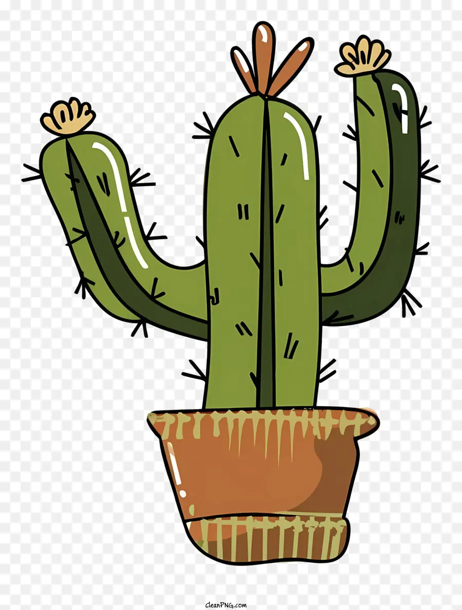 Planta De Cactus，Bote PNG