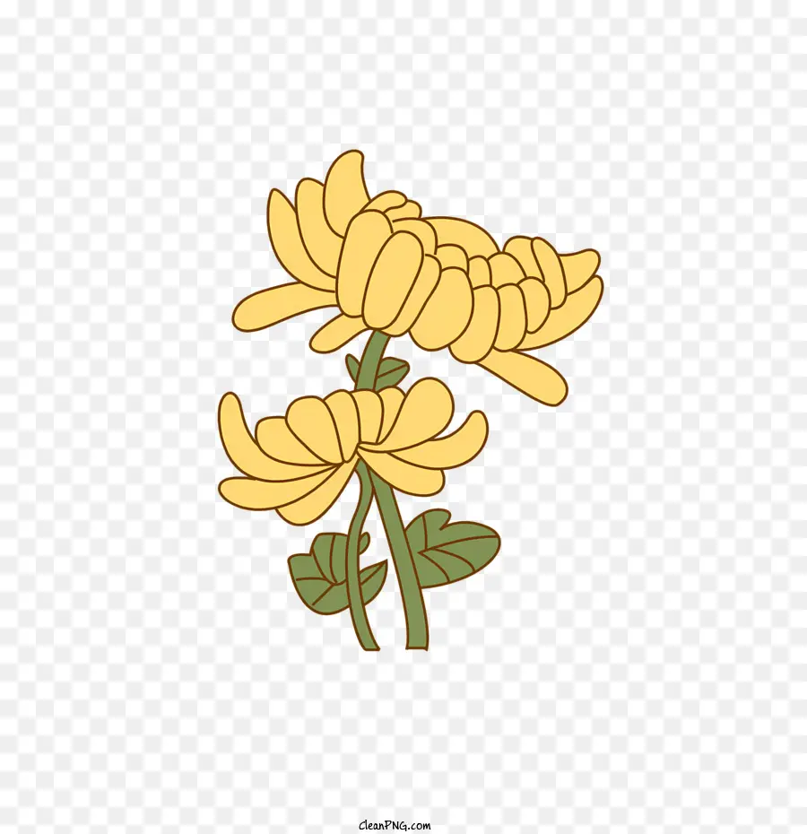 Crisantemo，Flor PNG