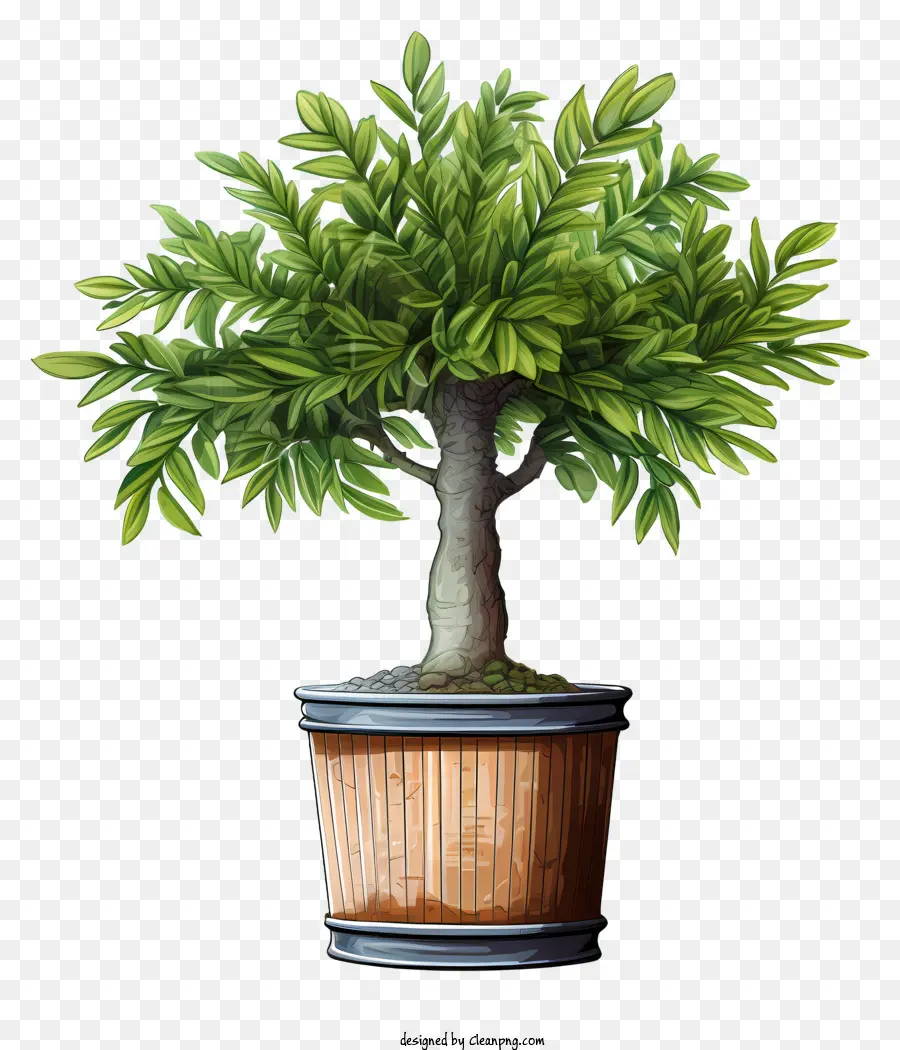 árbol Bonsái，árbol En Maceta PNG