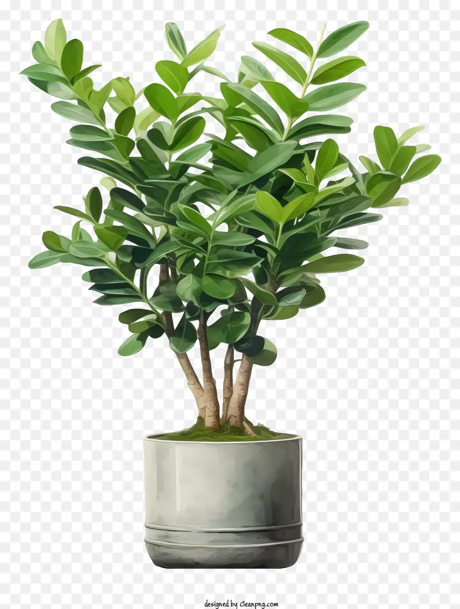 Planta En Maceta，Hojas Verdes PNG