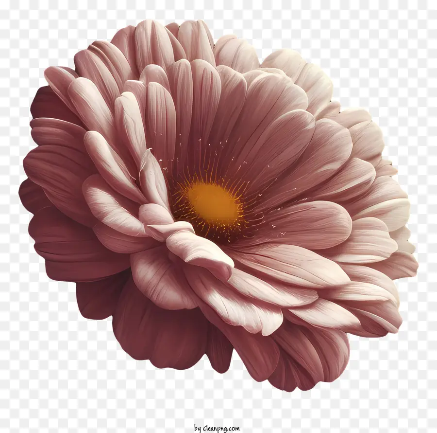 Pink Daisy，Vista De Primer Plano PNG