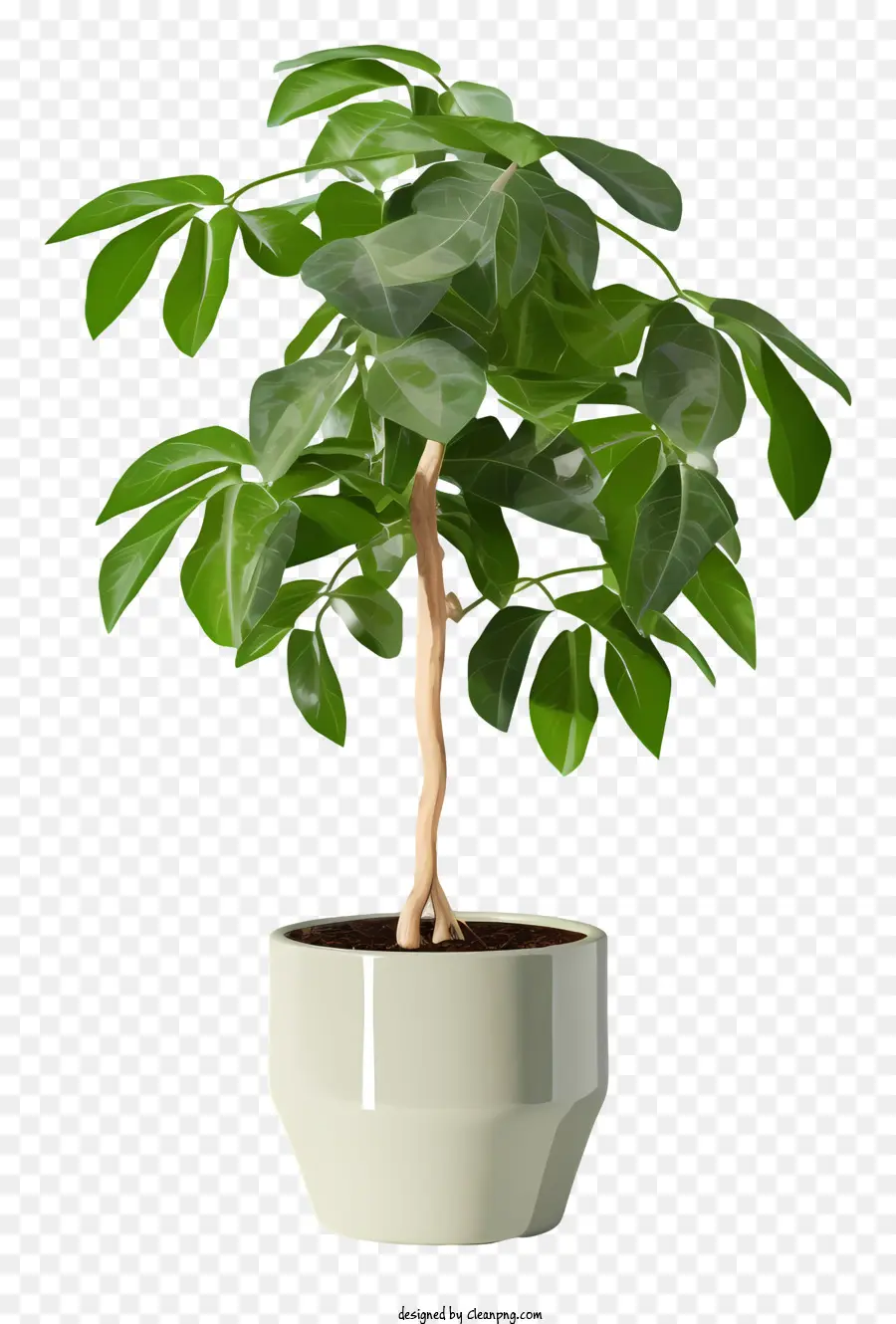 Pequeña Planta De，Bote PNG