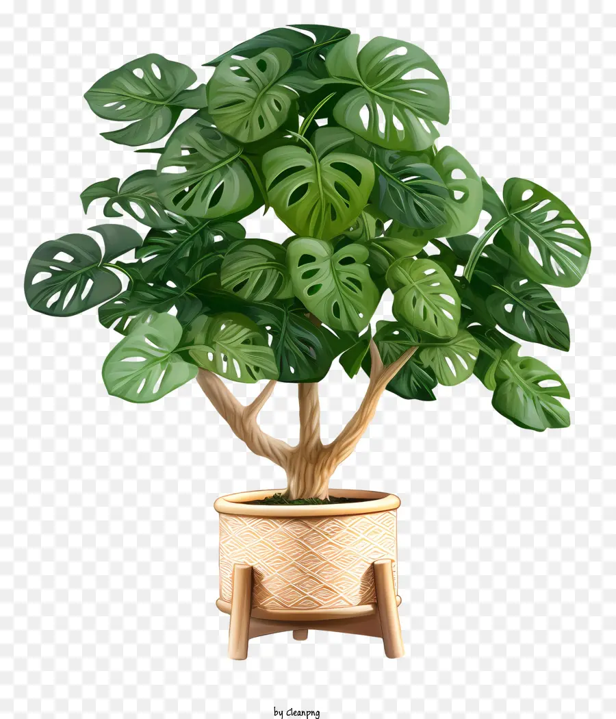 Gran Planta En Maceta，Hojas Verdes PNG