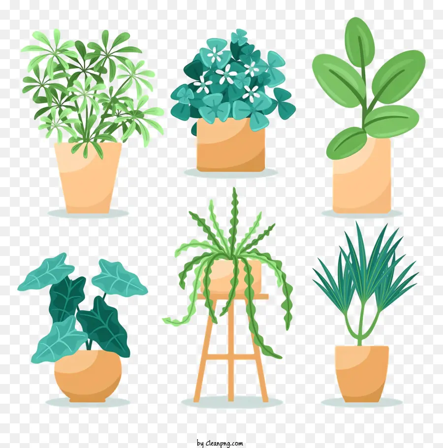 Plantas De Interior，Plantas En Macetas PNG