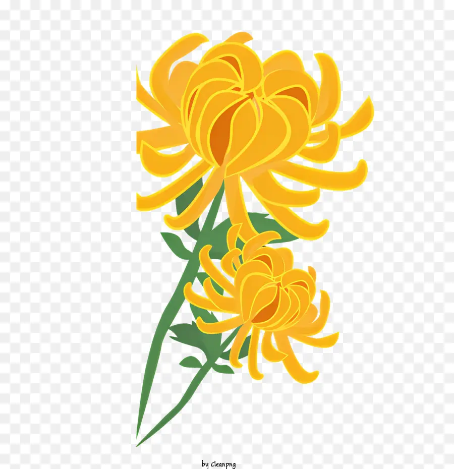 Crisantemo Amarillo，Crisantemo De Floración Completa PNG