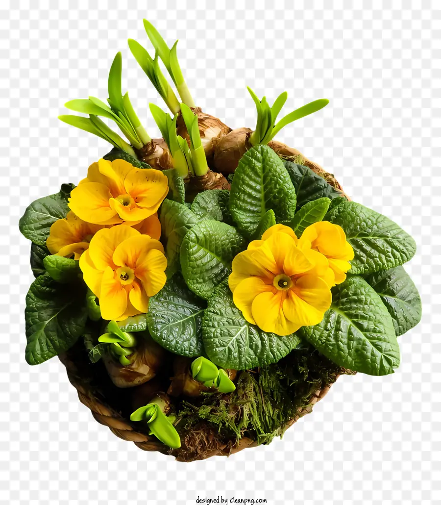 Flores Amarillas，Flores De Floración Completa PNG