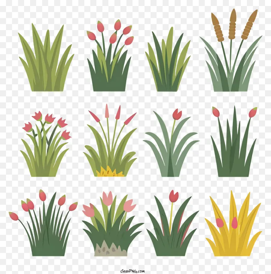 Las Plantas，Los Tulipanes PNG