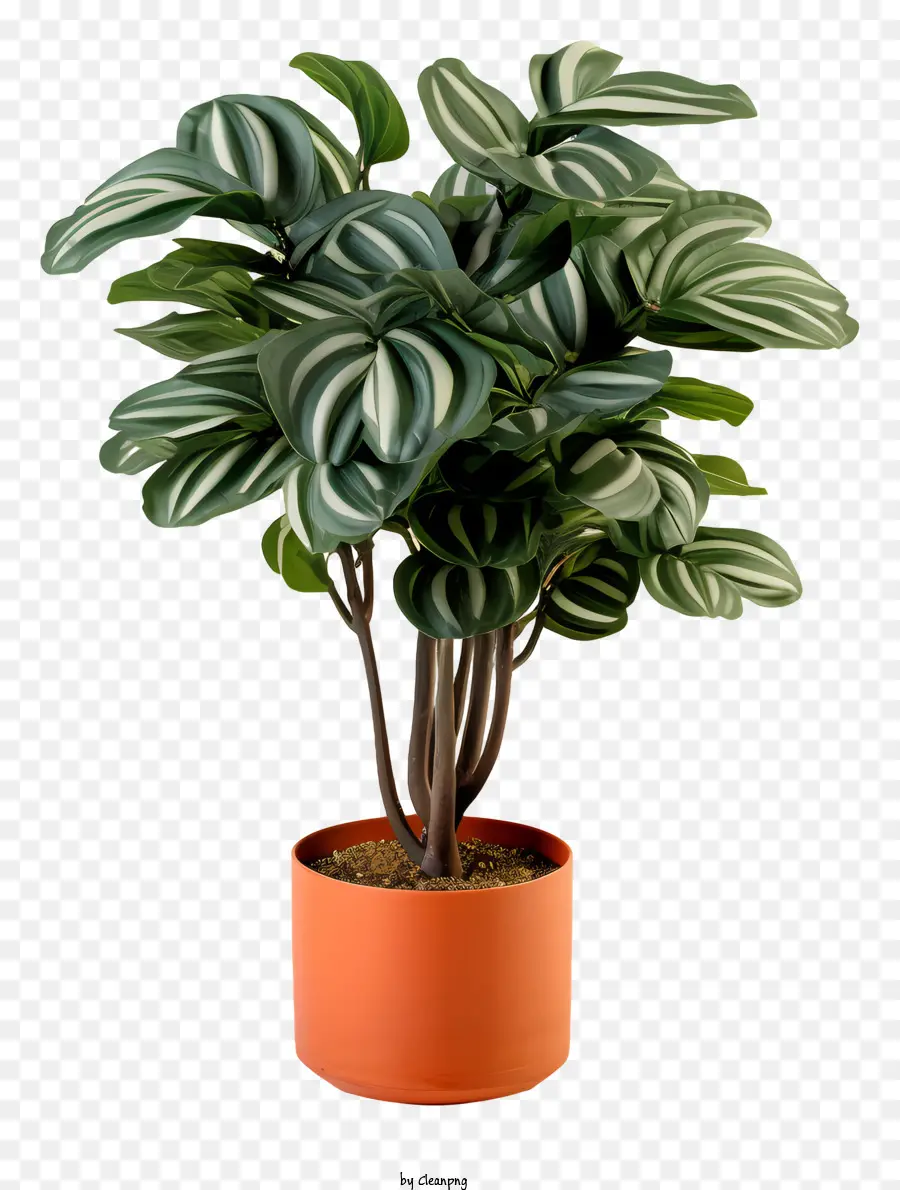 Las Plantas De Interior，Las Plantas En Maceta PNG