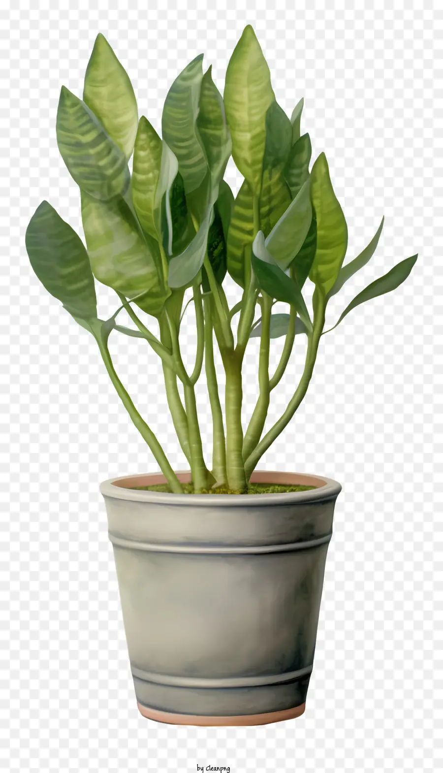 Planta En Maceta，Hojas Verdes PNG