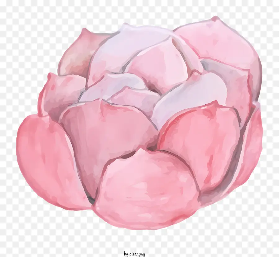 Flor Rosa，Pintura A La Acuarela PNG