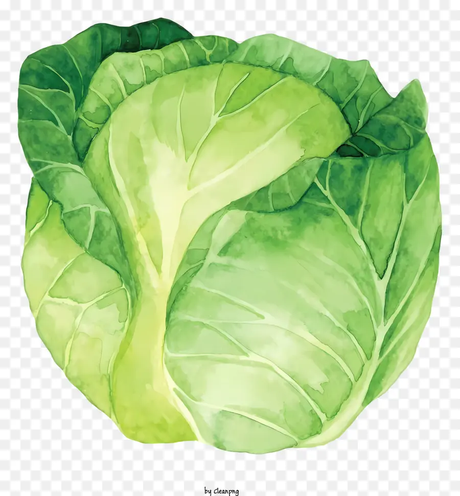 Pintura De Hoja De Repollo，Hoja De Repollo Verde PNG