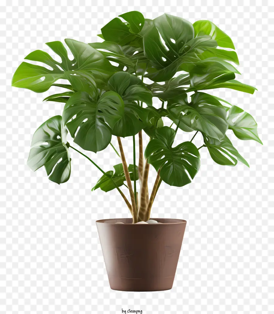 Planta En Maceta，Grandes Hojas De Color Verde PNG