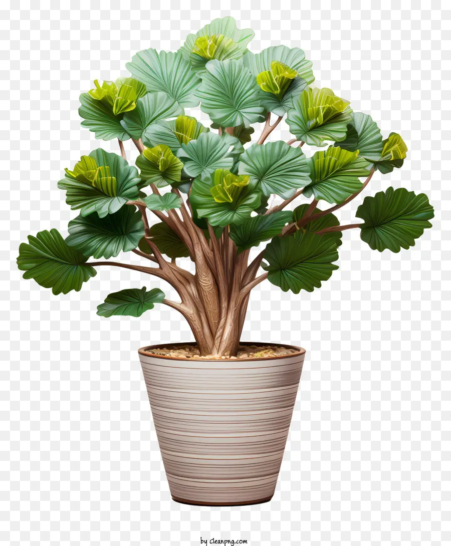 Planta En Maceta，Madre PNG