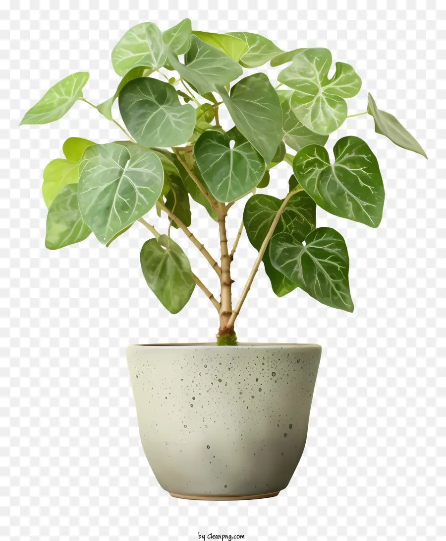 Planta Verde，Planta En Maceta PNG