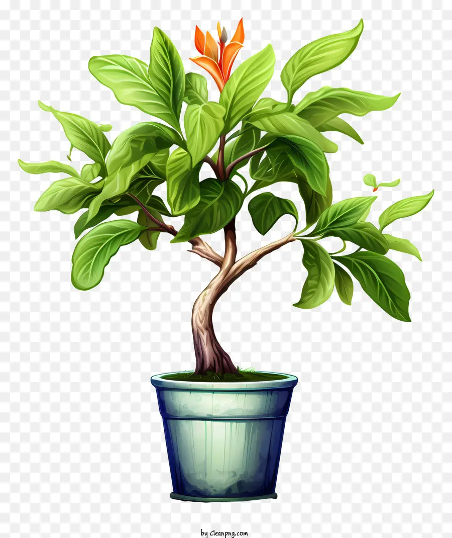 Planta De Bonsai，Bonsai Verde PNG