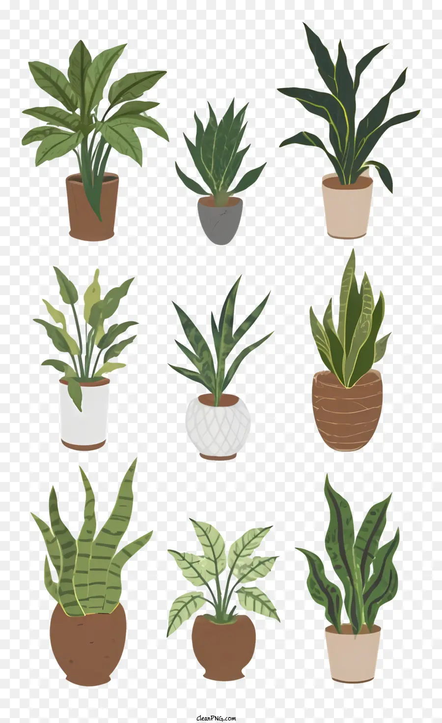 Las Plantas En Maceta，Variedad De Plantas PNG