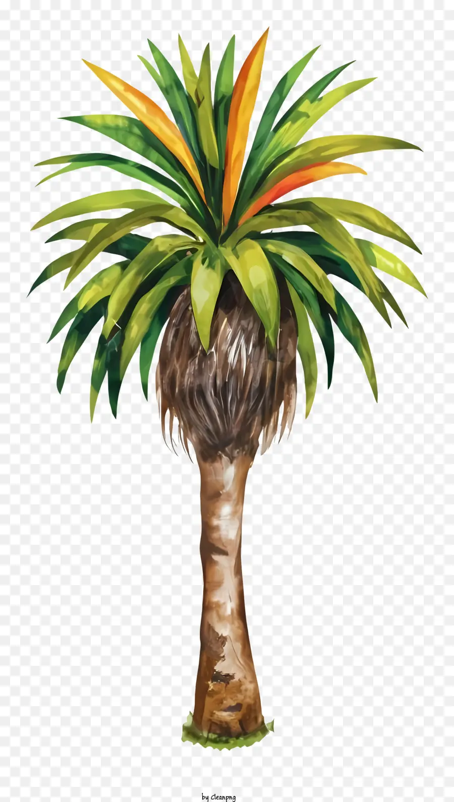 Palmera，Tropical PNG