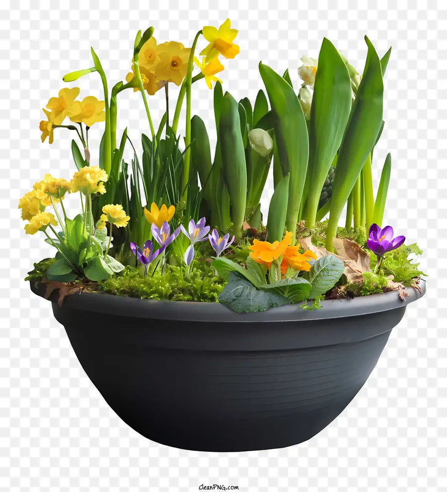 Plantador，Flores En Maceta PNG