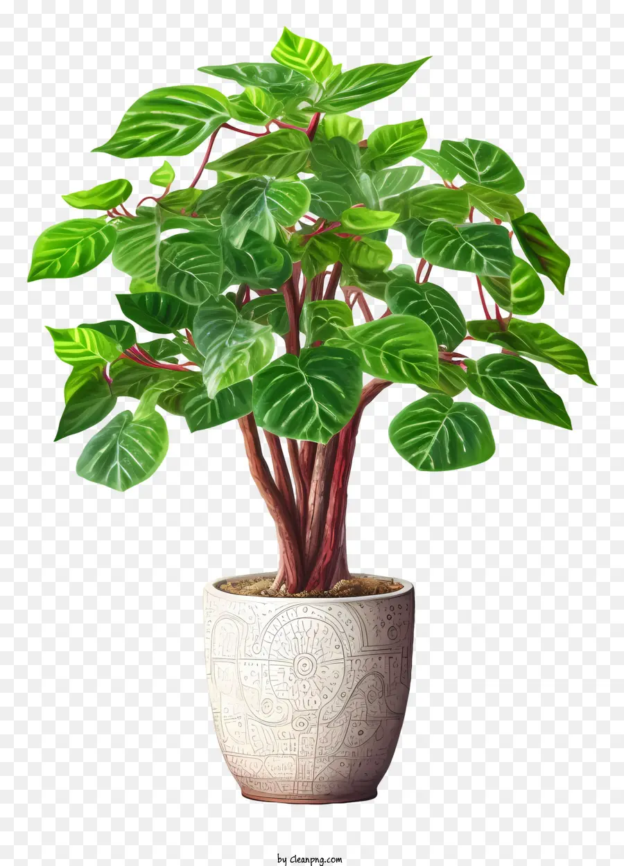 Planta Verde，Vaso Blanco PNG