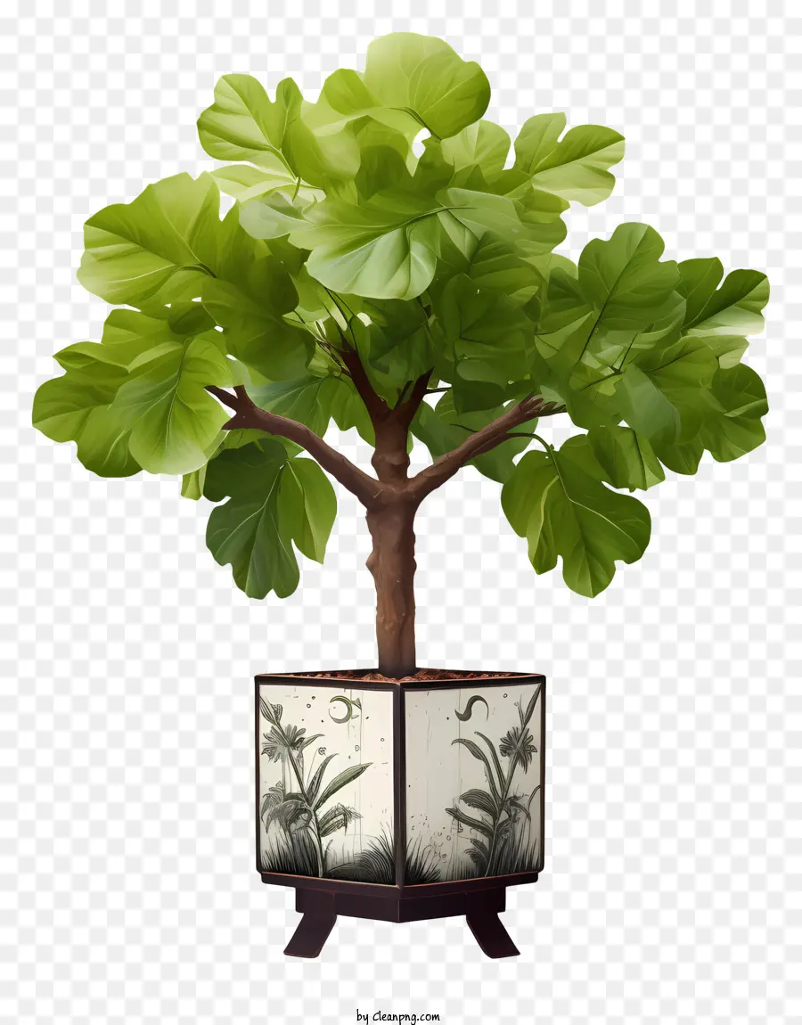 Planta De Helecho，Planta En Maceta PNG