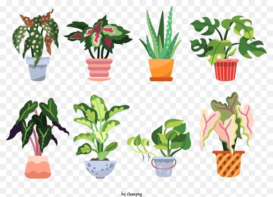 Las Plantas，Las Plantas En Maceta PNG