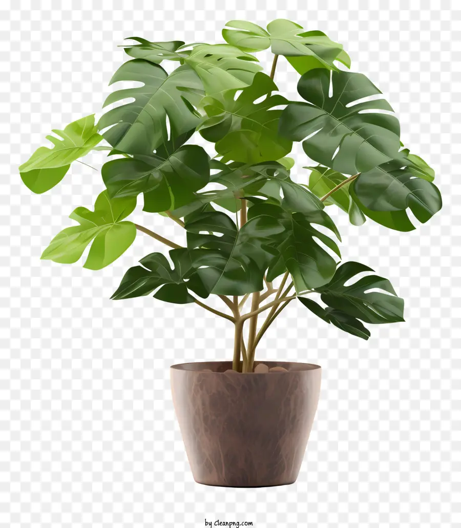 Planta Monstera，Planta En Maceta PNG