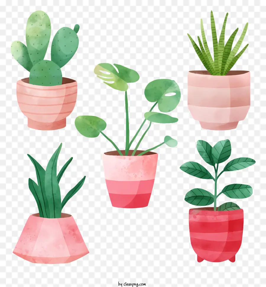 Plantas En Macetas，Varias Ollas PNG