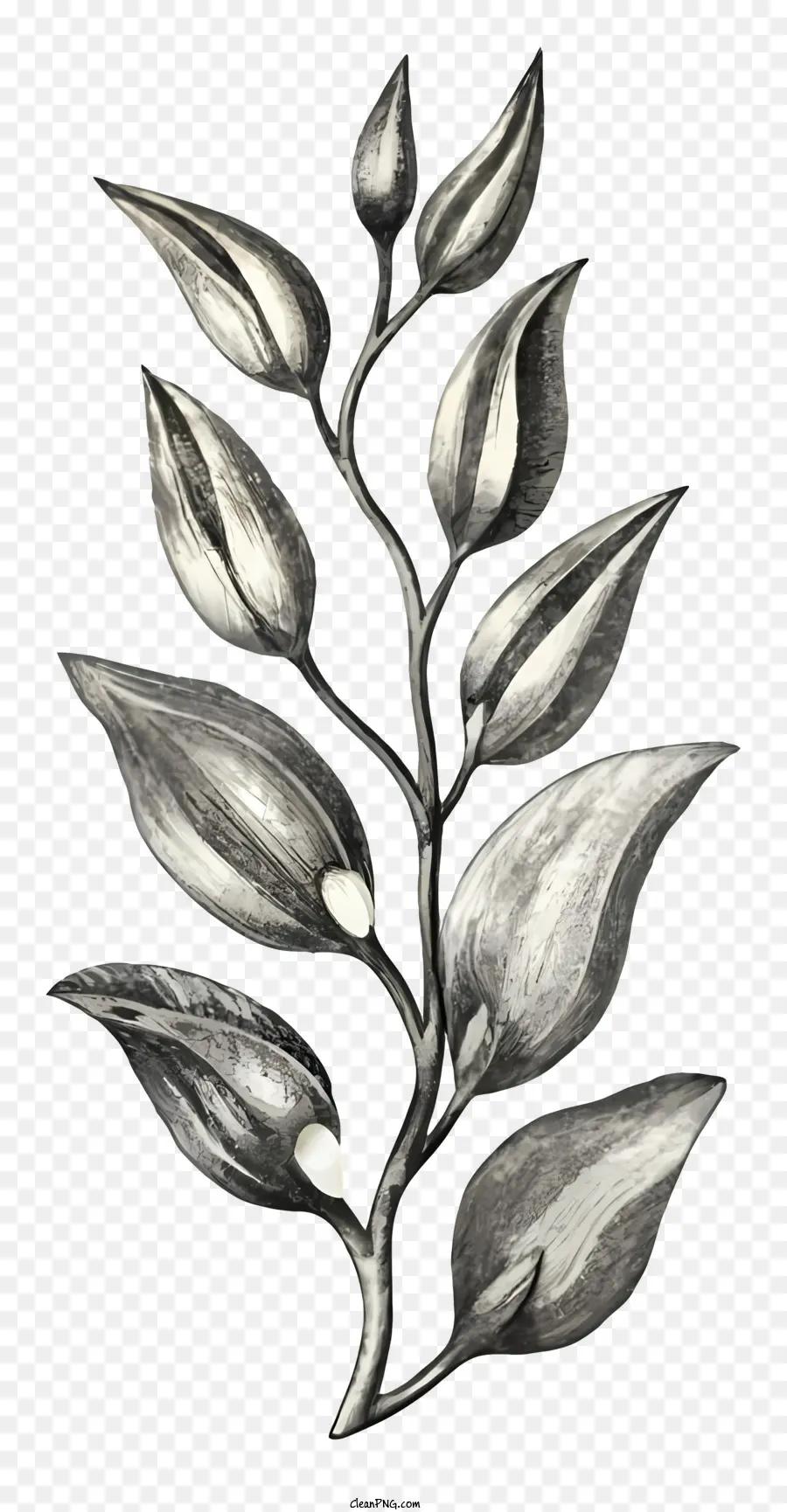 Flor De Dibujo，En Blanco Y Negro De Flores PNG