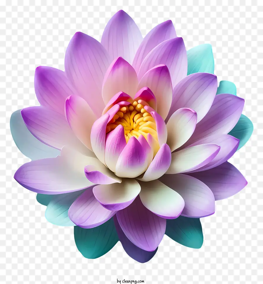 Flor De Loto Púrpura，Flor De Loto En Plena Floración PNG