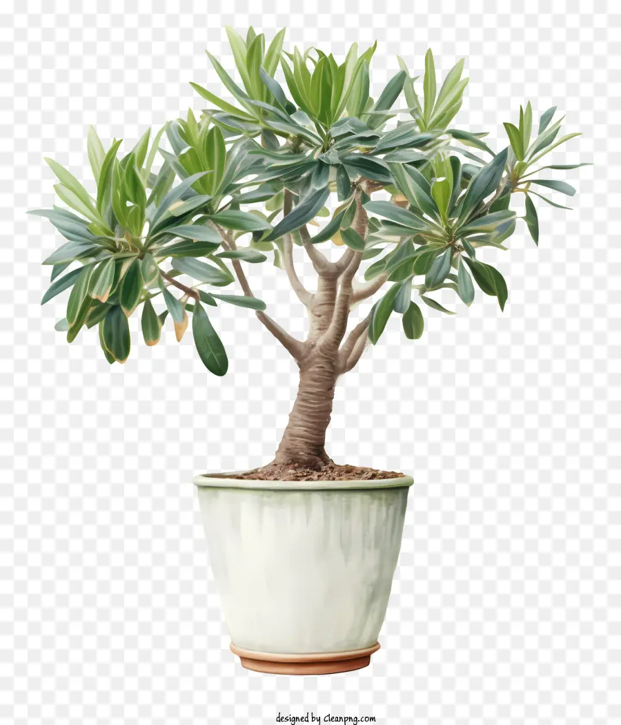 La Planta De Jade，Planta Del Dinero PNG