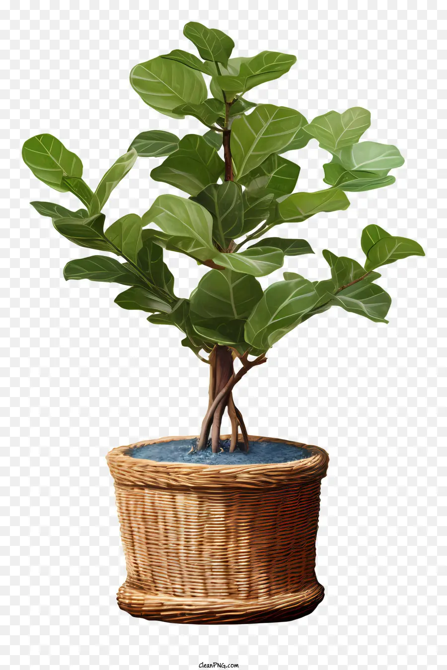árbol Ficus，Wicker Basket PNG