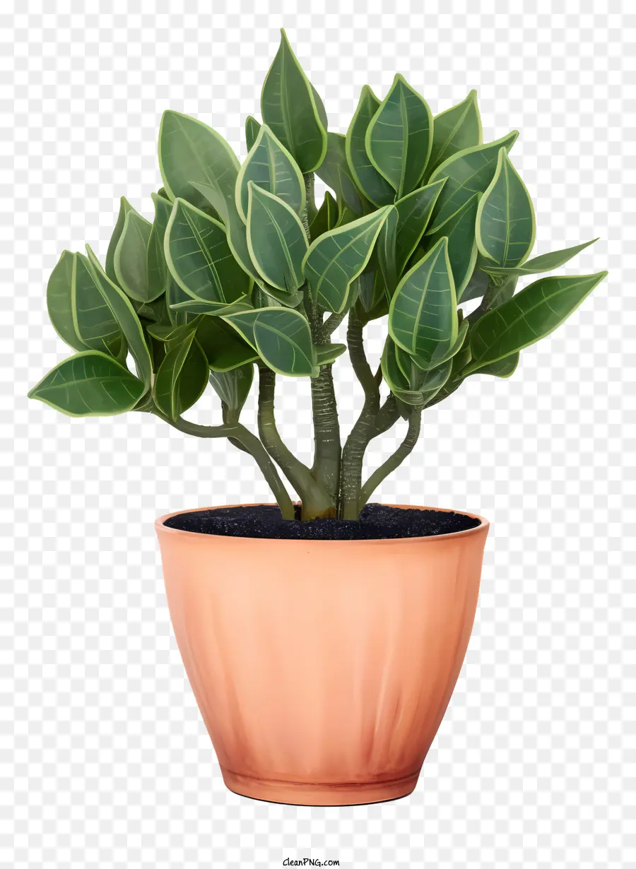 Planta En Terra Cotta Pot，Hojas Verdes PNG