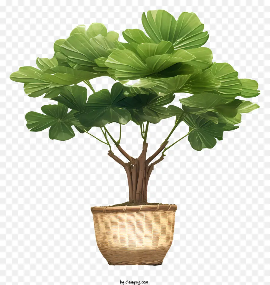 Las Plantas De Bambú，Las Plantas De Interior PNG