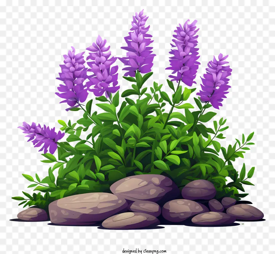 Campo Verde，Altura Flores De Color Púrpura PNG