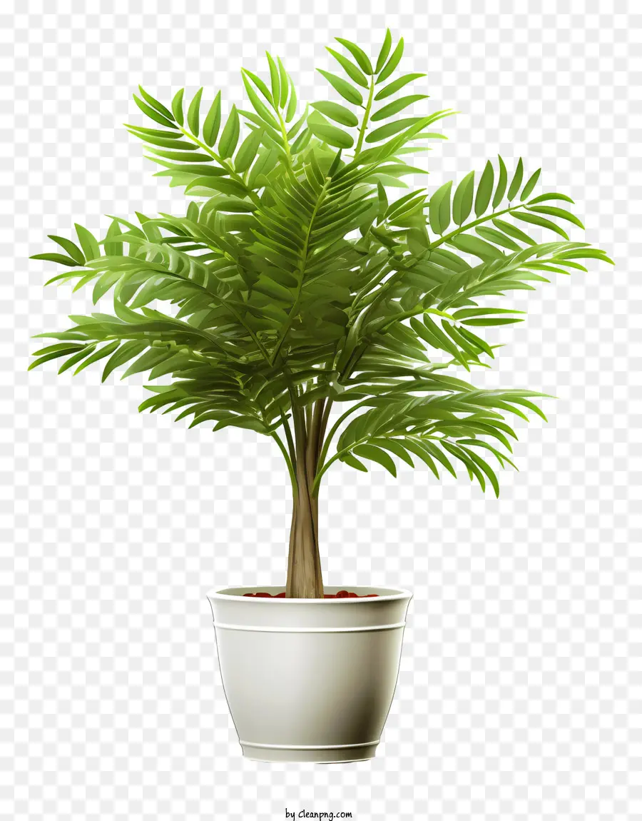 Planta En Maceta，Maceta Blanca PNG