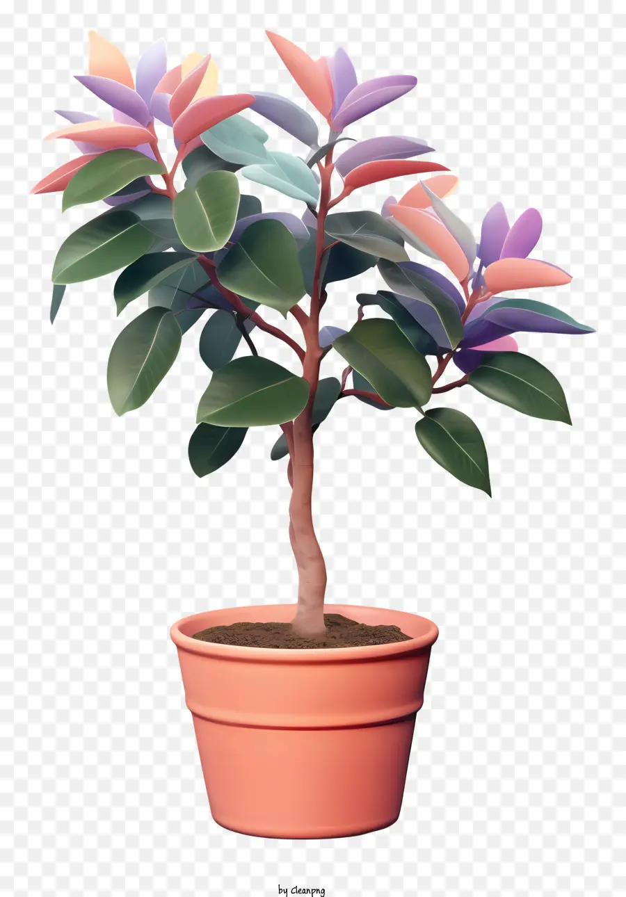 Bromelación Infantil，Planta Colorida PNG