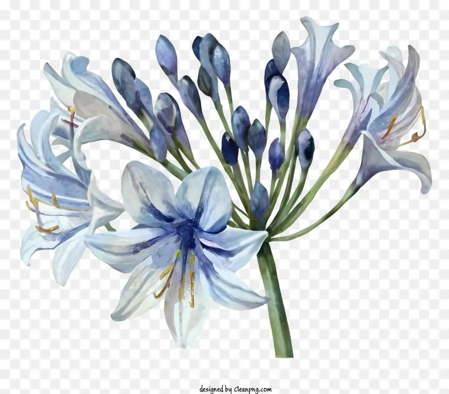 Azul Y Blanco Flores，Ramo PNG