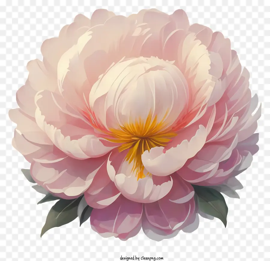 Peonía Rosa，Flor PNG