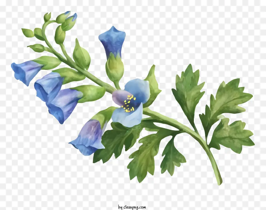 Flor，Madre PNG