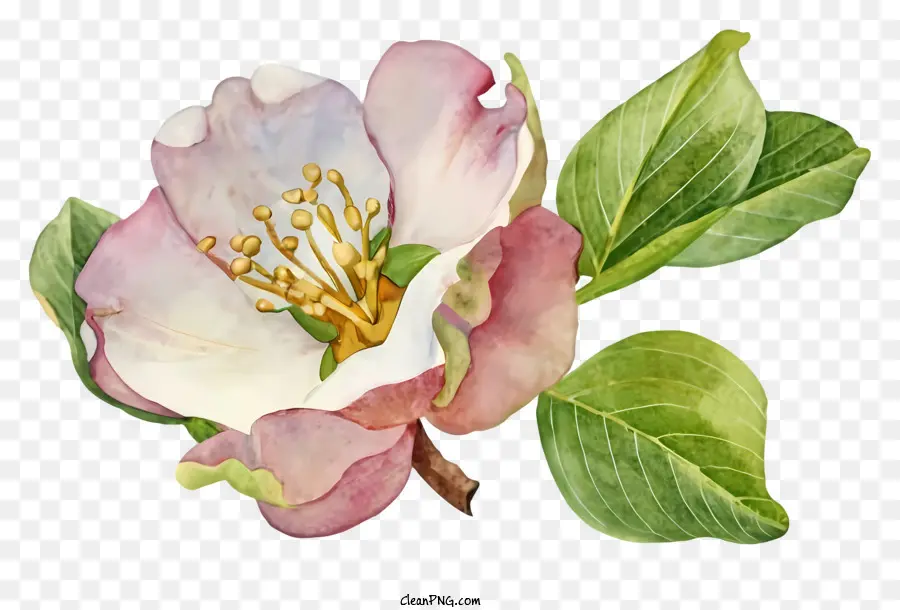 Pintura A La Acuarela，Flor De Manzana Rosa PNG