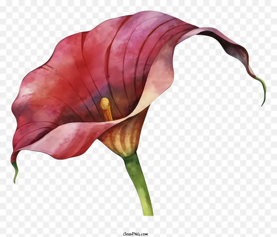 Calla Lily，Flor Rosa PNG