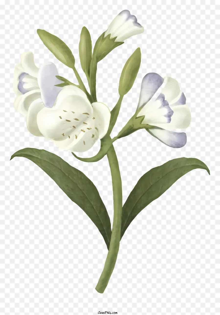 Flor Azul，Flor Blanca Y Azul PNG