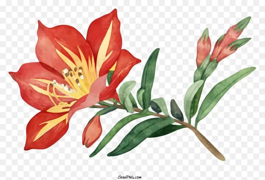 Flor Roja，Flor Amarilla PNG