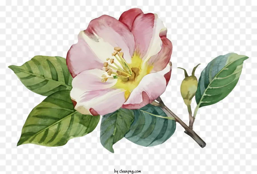 Pintura，Flor PNG