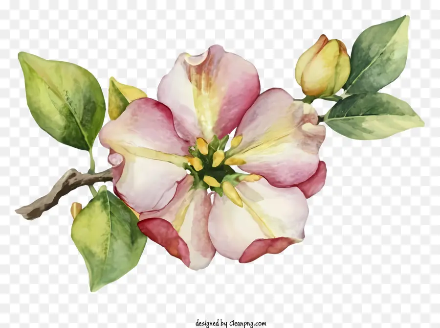 Pintura De Flores Rosa，Obra De Arte De Flores Realista PNG