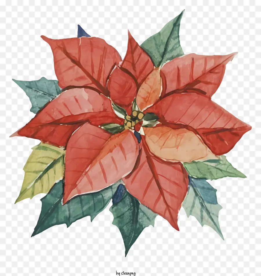 La Flor De Pascua Flor，Ilustración Acuarela PNG