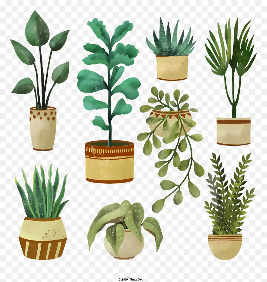 Las Plantas En Maceta，Las Plantas Verdes PNG