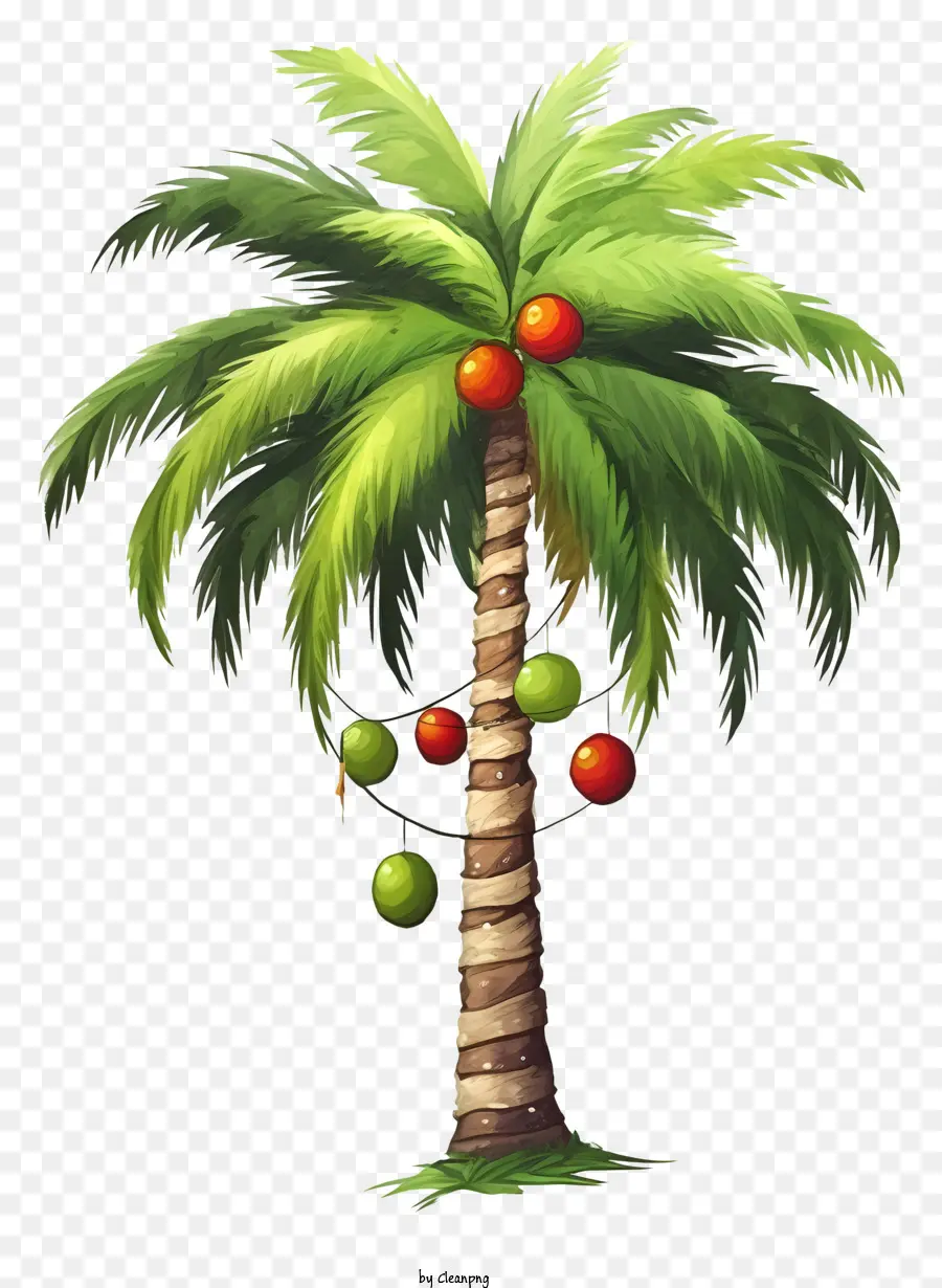 Palmera，Las Naranjas PNG