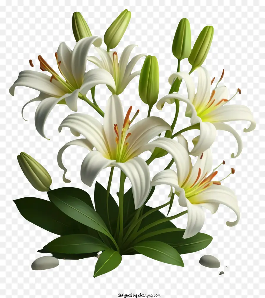 Lirios Blancos，Flores Blancas PNG